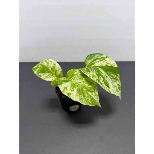 Marble Queen Pothos 3 Inch Pot - Live Variegated Houseplant (102)