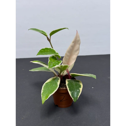 Hoya Krimson Queen (2) (Hoya carnosa ‘Krimson Queen’ / Tricolor) in a 2-inch pot