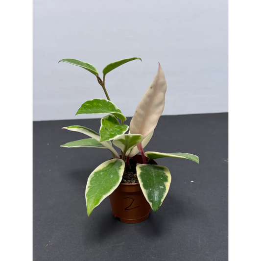 Hoya Krimson Queen (2) (Hoya carnosa ‘Krimson Queen’ / Tricolor) in a 2-inch pot