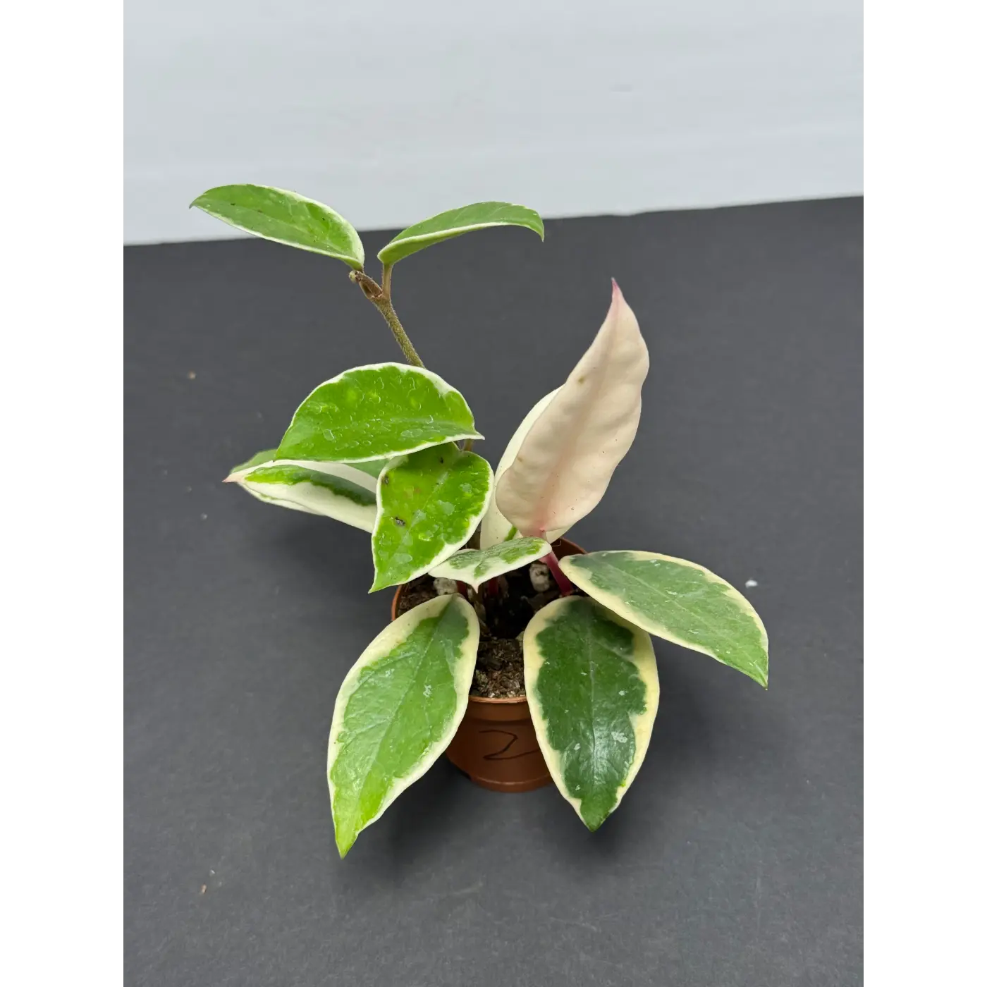Hoya Krimson Queen (2) (Hoya carnosa ‘Krimson Queen’ / Tricolor) in a 2-inch pot