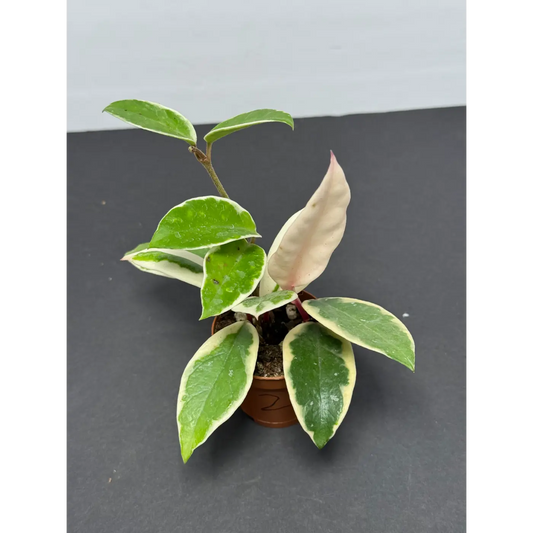 Hoya Krimson Queen (2) (Hoya carnosa ‘Krimson Queen’ / Tricolor) in a 2-inch pot