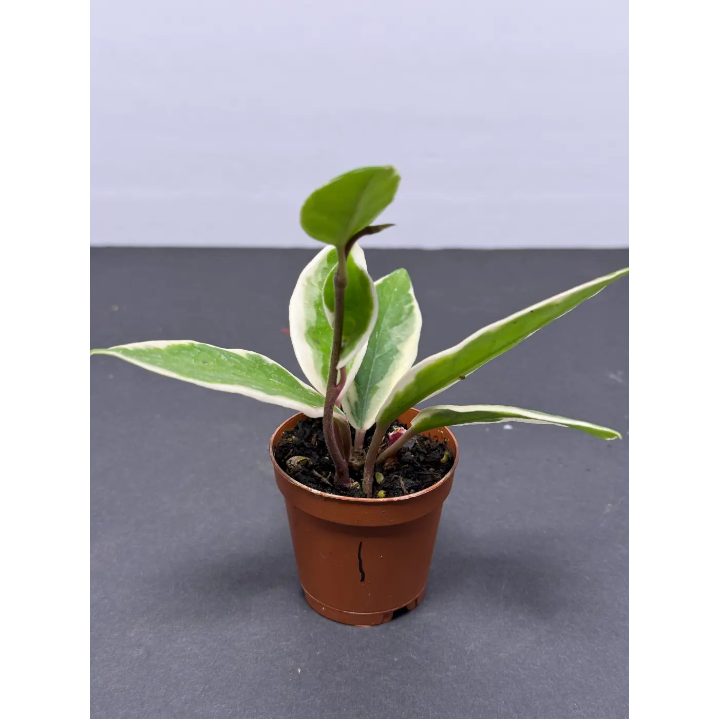 Hoya Krimson Queen (1) (Hoya carnosa ‘Krimson Queen’ / Tricolor) in a 2-inch pot