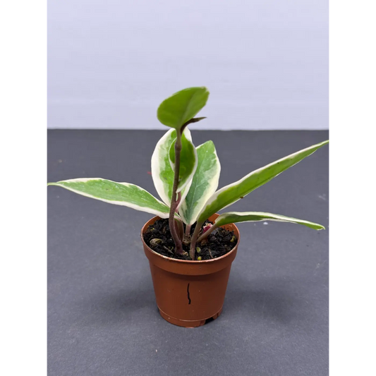 Hoya Krimson Queen (1) (Hoya carnosa ‘Krimson Queen’ / Tricolor) in a 2-inch pot