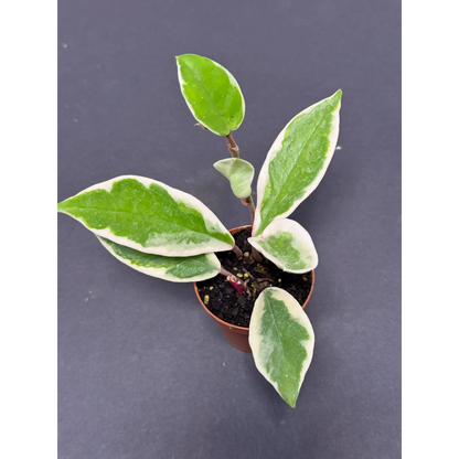 Hoya Krimson Queen (1) (Hoya carnosa ‘Krimson Queen’ / Tricolor) in a 2-inch pot