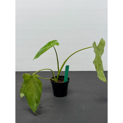 Philodendron Paraiso Verde in a 3-inch pot (1)