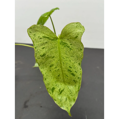 Philodendron Paraiso Verde in a 3-inch pot (1)