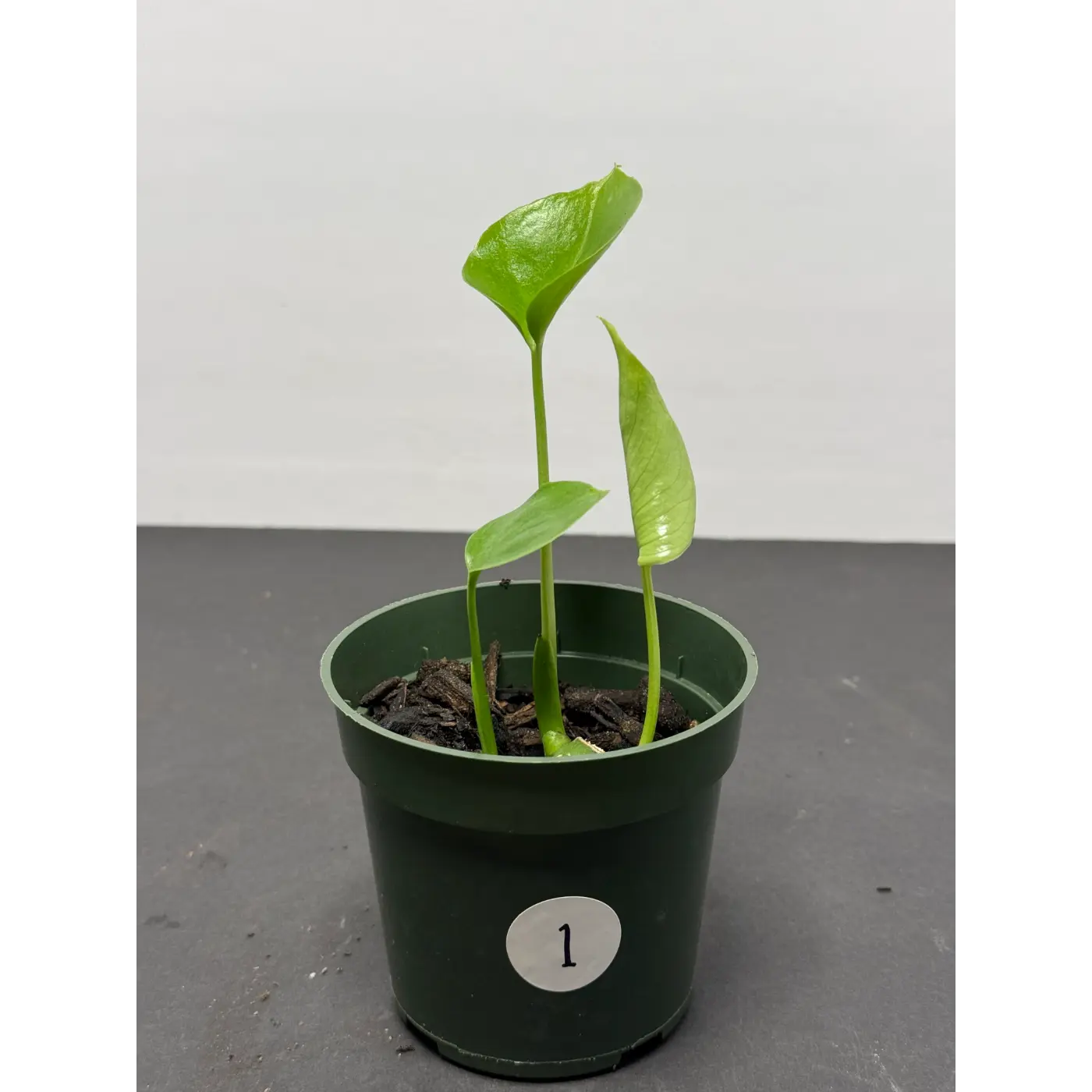 Monstera Deliciosa start in a 4in pot (1)