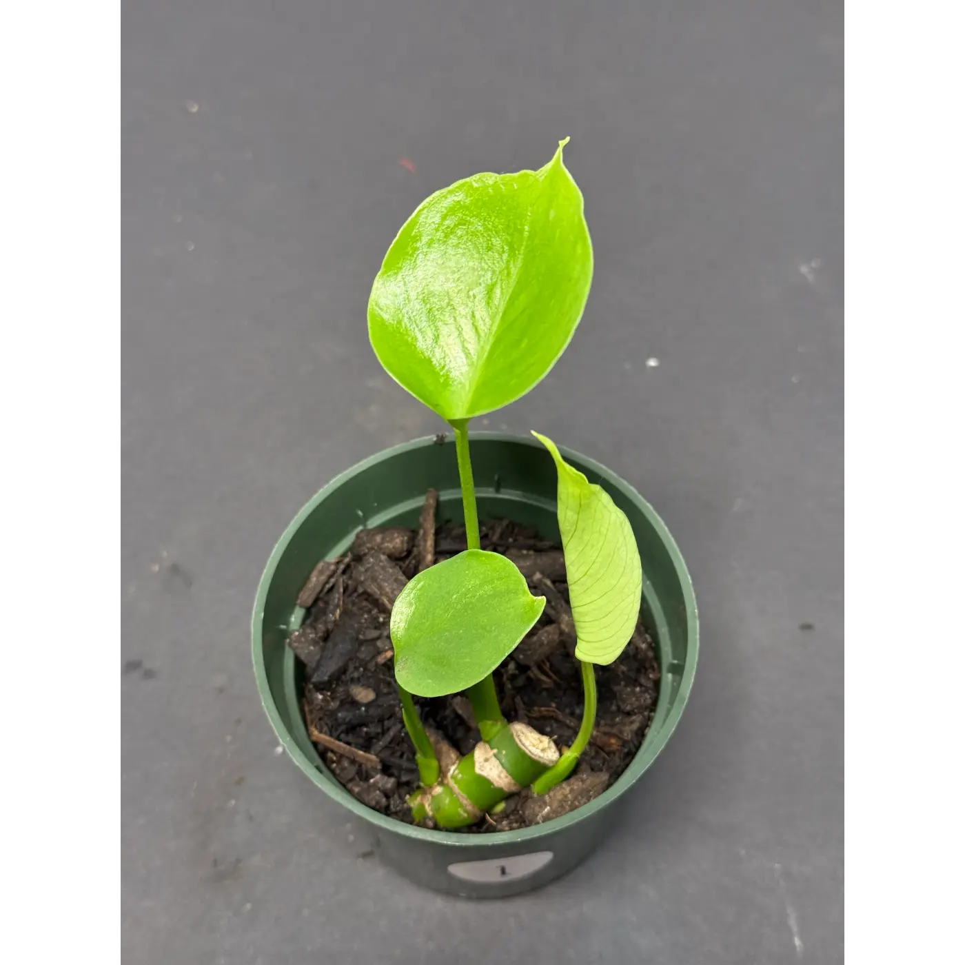 Monstera Deliciosa start in a 4in pot (1)