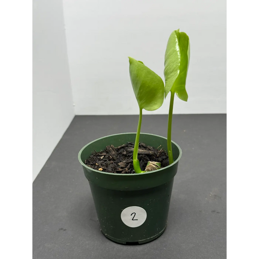 Monstera Deliciosa Start in 4-inch Pot (2)