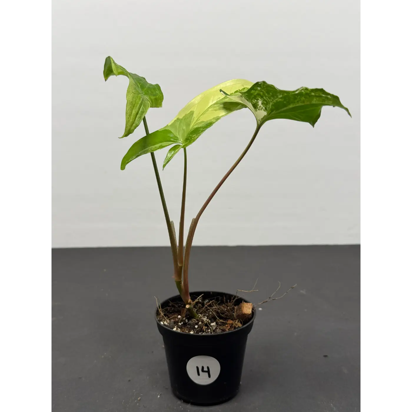 Syngonium Albo 14 (Syngonium podophyllum ‘Albo-variegatum’) in a 3-inch pot