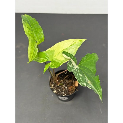 Syngonium Albo 14 (Syngonium podophyllum ‘Albo-variegatum’) in a 3-inch pot