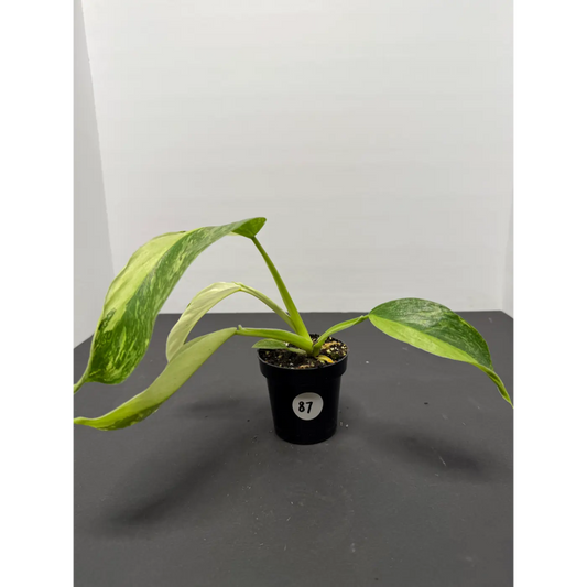 Philodendron Jose Buono 3 Inch Pot (87) - Variegated Houseplant | Large White Cream Splashed Leaves