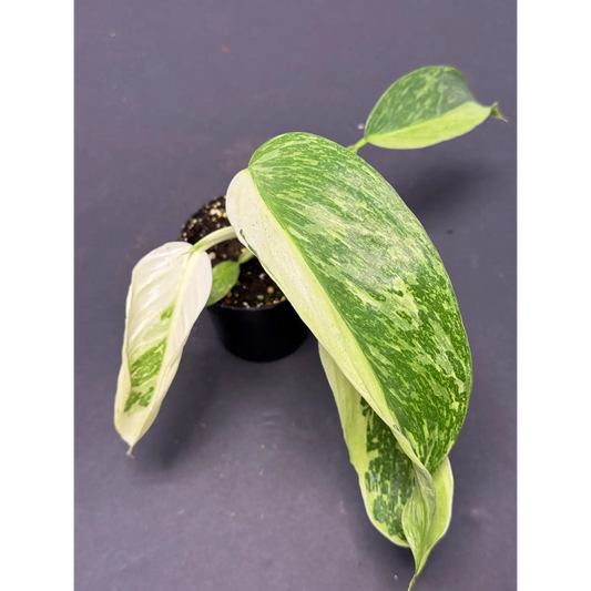 Philodendron Jose Buono 3 Inch Pot (87) - Variegated Houseplant | Large White Cream Splashed Leaves