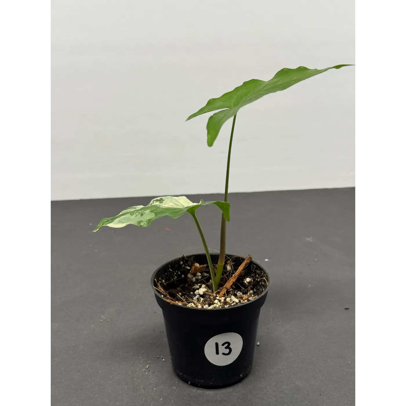 Syngonium Albo 13 (Syngonium podophyllum ‘Albo-variegatum’) in a 3-inch pot