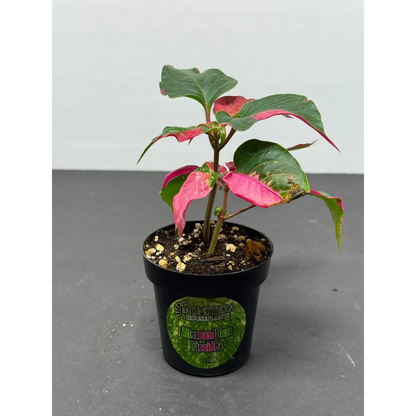 Alternanthera ficoidea (22) (Joseph’s Coat / Parrot Leaf / Calico Plant) in a 3-inch pot