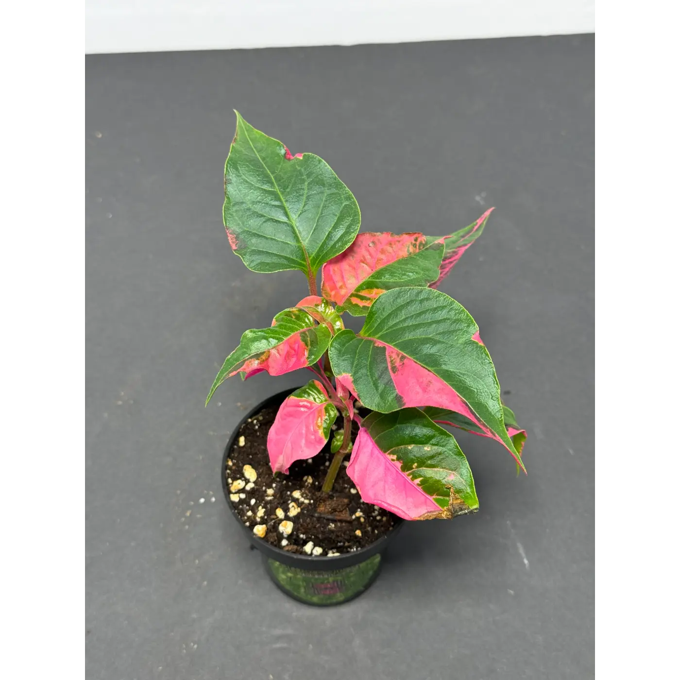 Alternanthera ficoidea (22) (Joseph’s Coat / Parrot Leaf / Calico Plant) in a 3-inch pot