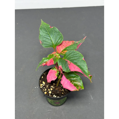 Alternanthera ficoidea (22) (Joseph’s Coat / Parrot Leaf / Calico Plant) in a 3-inch pot