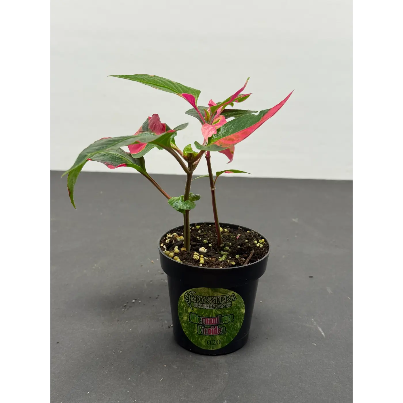 Alternanthera ficoidea (20) (Joseph’s Coat / Parrot Leaf / Calico Plant) in a 3-inch pot