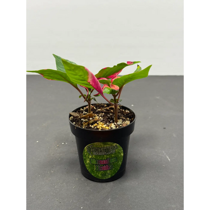 Alternanthera ficoidea (18) (Joseph’s Coat / Parrot Leaf / Calico Plant) in a 3-inch pot