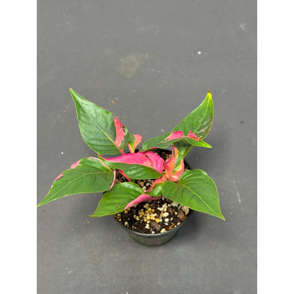 Alternanthera ficoidea (18) (Joseph’s Coat / Parrot Leaf / Calico Plant) in a 3-inch pot