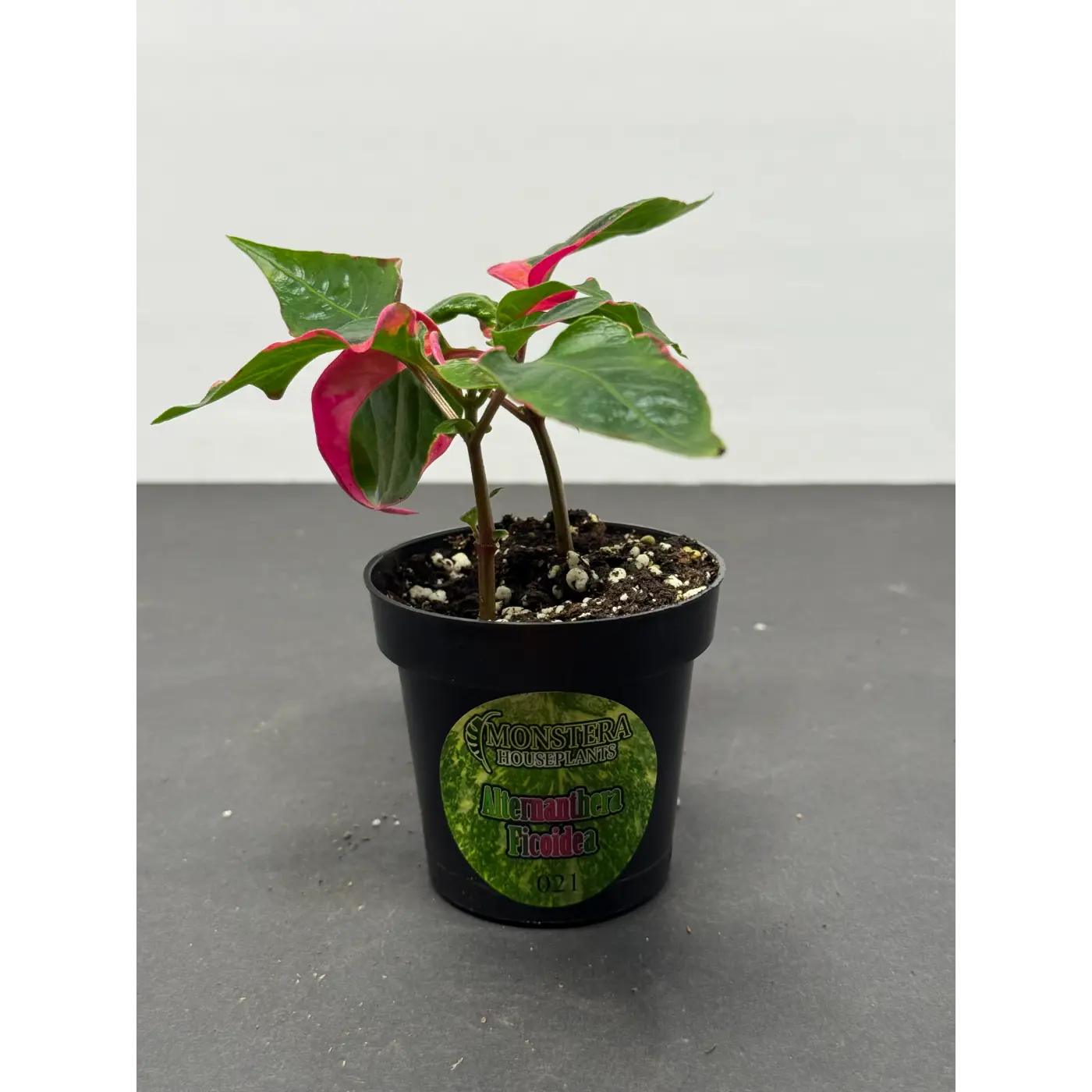 Alternanthera ficoidea (21) (Joseph’s Coat / Parrot Leaf / Calico Plant) in a 3-inch pot