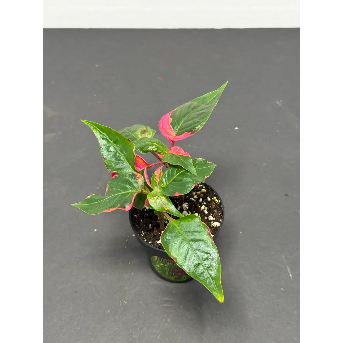 Alternanthera ficoidea (21) (Joseph’s Coat / Parrot Leaf / Calico Plant) in a 3-inch pot