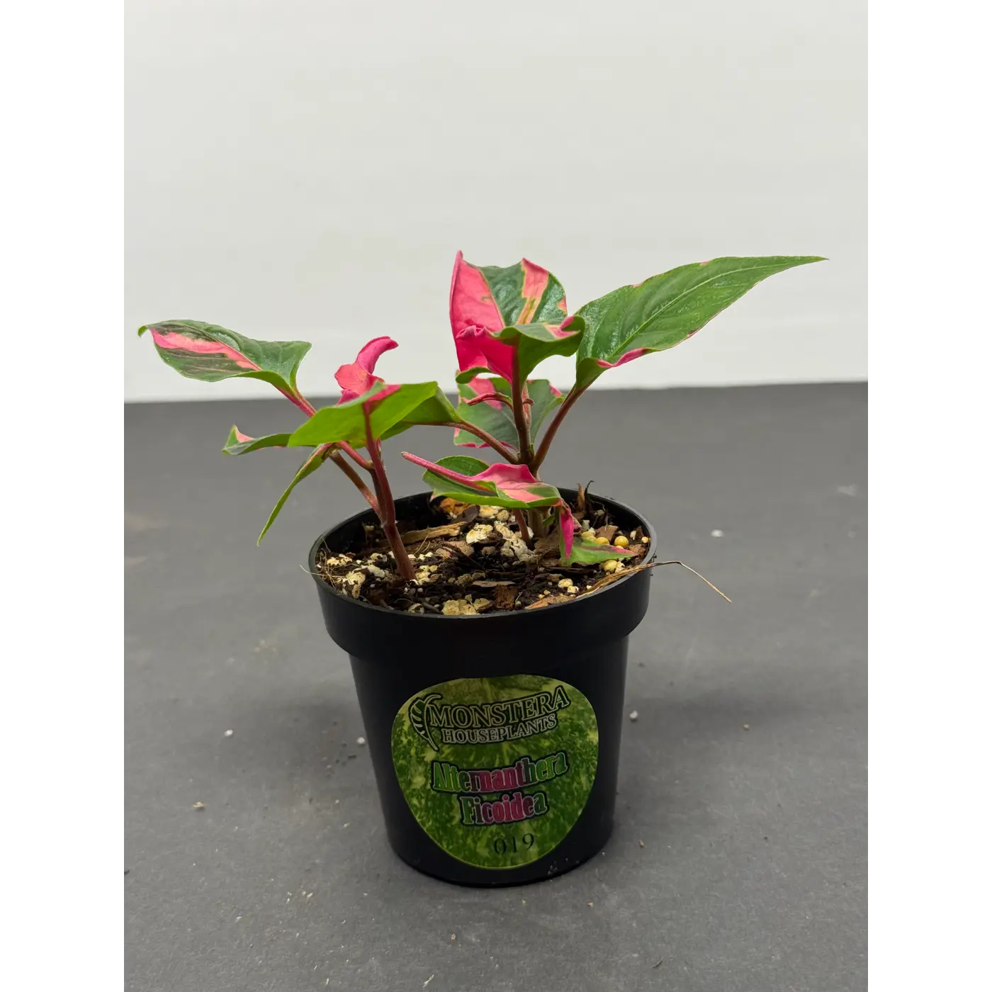 Alternanthera ficoidea (19) (Joseph’s Coat / Parrot Leaf / Calico Plant) in a 3-inch pot