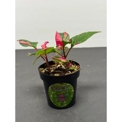 Alternanthera ficoidea (19) (Joseph’s Coat / Parrot Leaf / Calico Plant) in a 3-inch pot