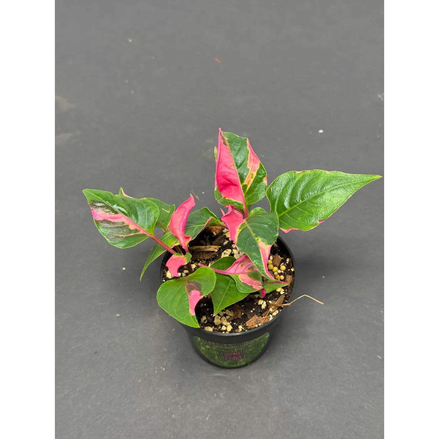 Alternanthera ficoidea (19) (Joseph’s Coat / Parrot Leaf / Calico Plant) in a 3-inch pot