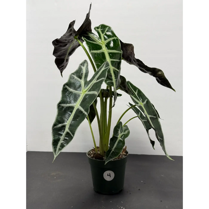 Alocasia Polly 4 (Alocasia × amazonica 'Polly') in a 3-inch pot