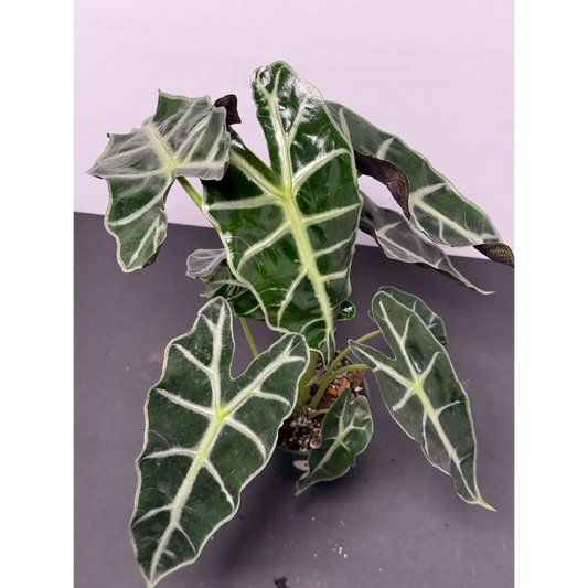 Alocasia Polly 4 (Alocasia × amazonica 'Polly') in a 3-inch pot