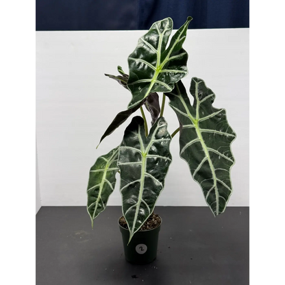 Alocasia Polly 2 (Alocasia × amazonica 'Polly') in a 3-inch pot