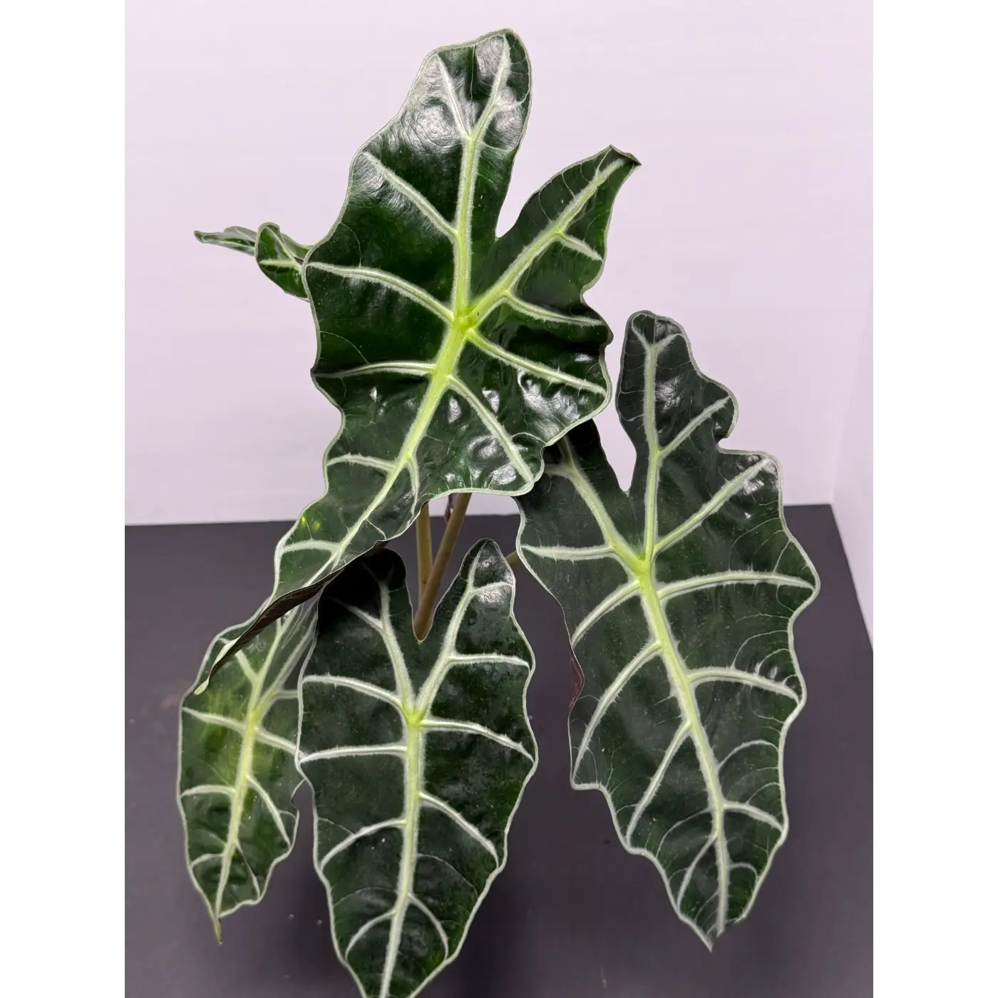 Alocasia Polly 2 (Alocasia × amazonica 'Polly') in a 3-inch pot