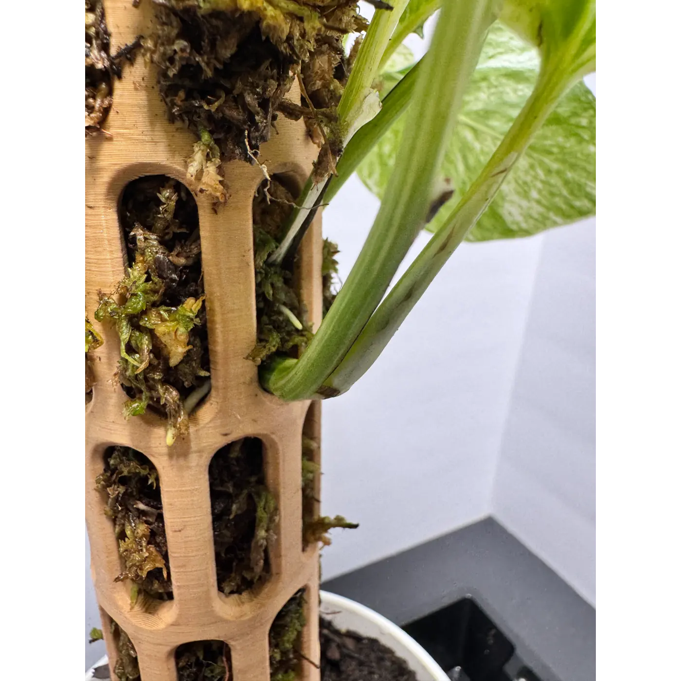 Extendable Self-Watering Moss Pole Kit for Monstera, Pothos & Philodendron ( 2in x 17.5in Tall)