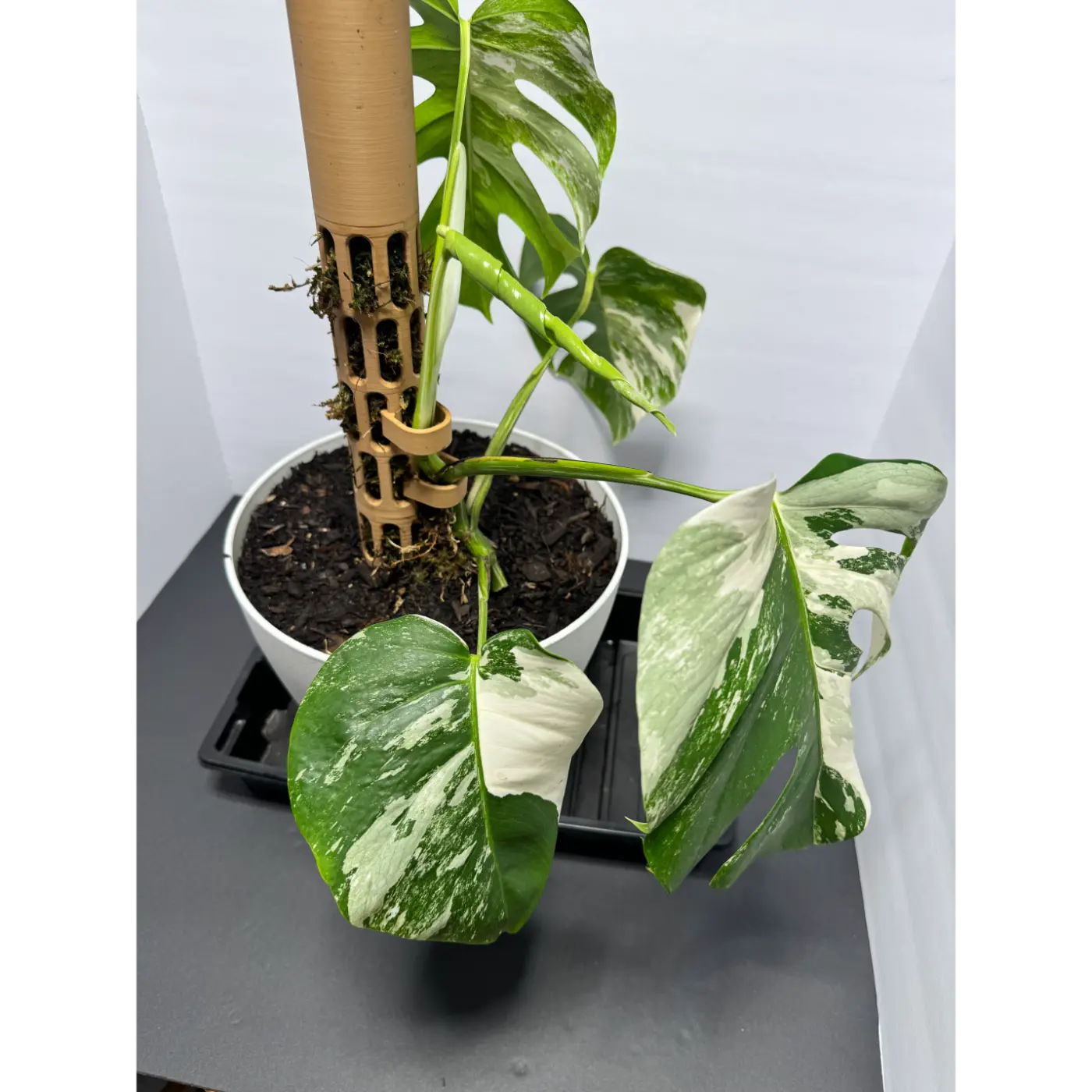 Extendable Self-Watering Moss Pole Kit for Monstera, Pothos & Philodendron ( 2in x 17.5in Tall)