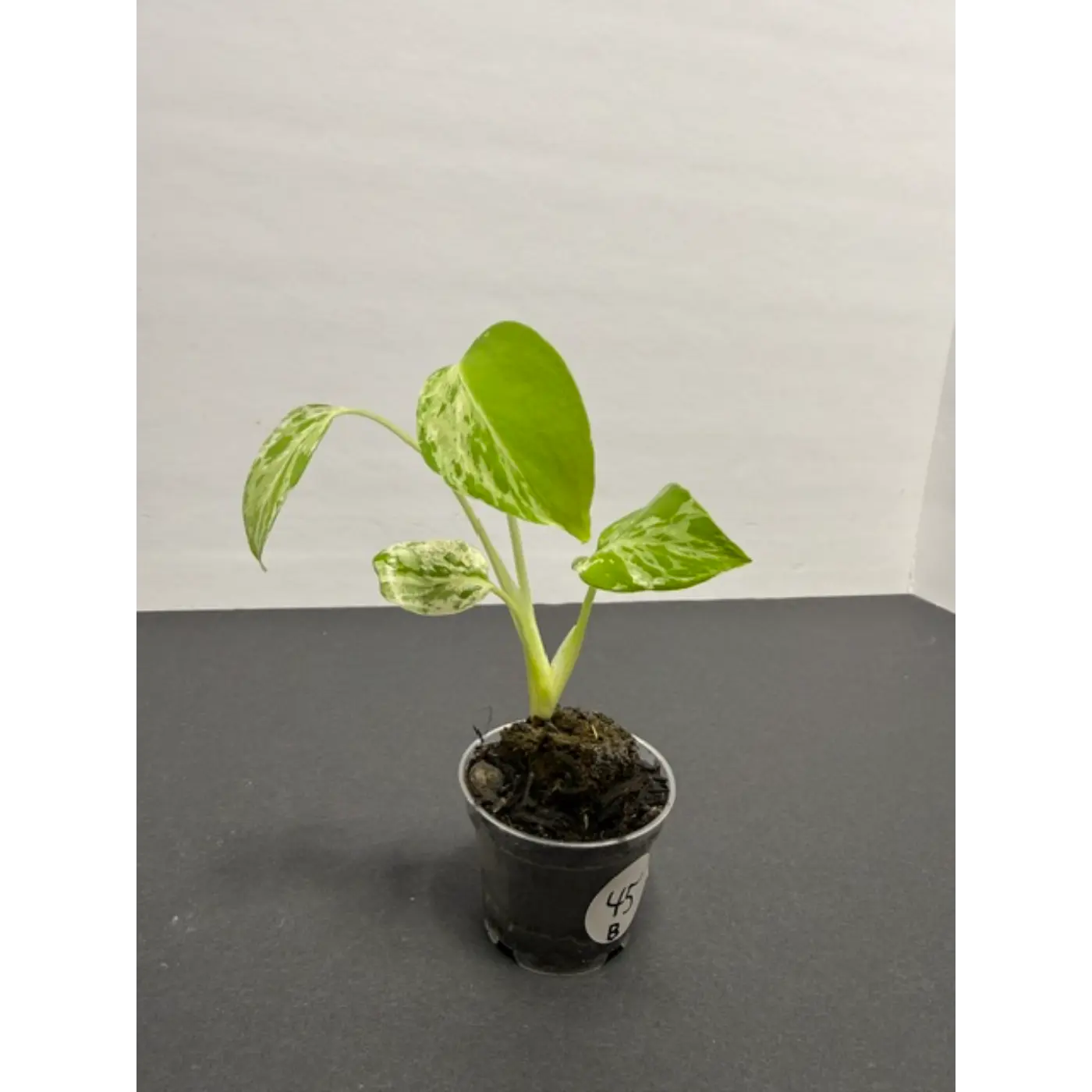 Variegated Monstera Bulbasaur - 2 Inch Pot | Unique Camouflage Houseplant (45)