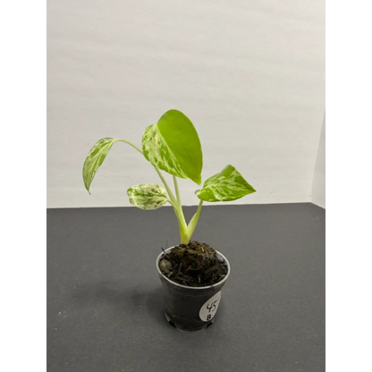 Variegated Monstera Bulbasaur - 2 Inch Pot | Unique Camouflage Houseplant (45)
