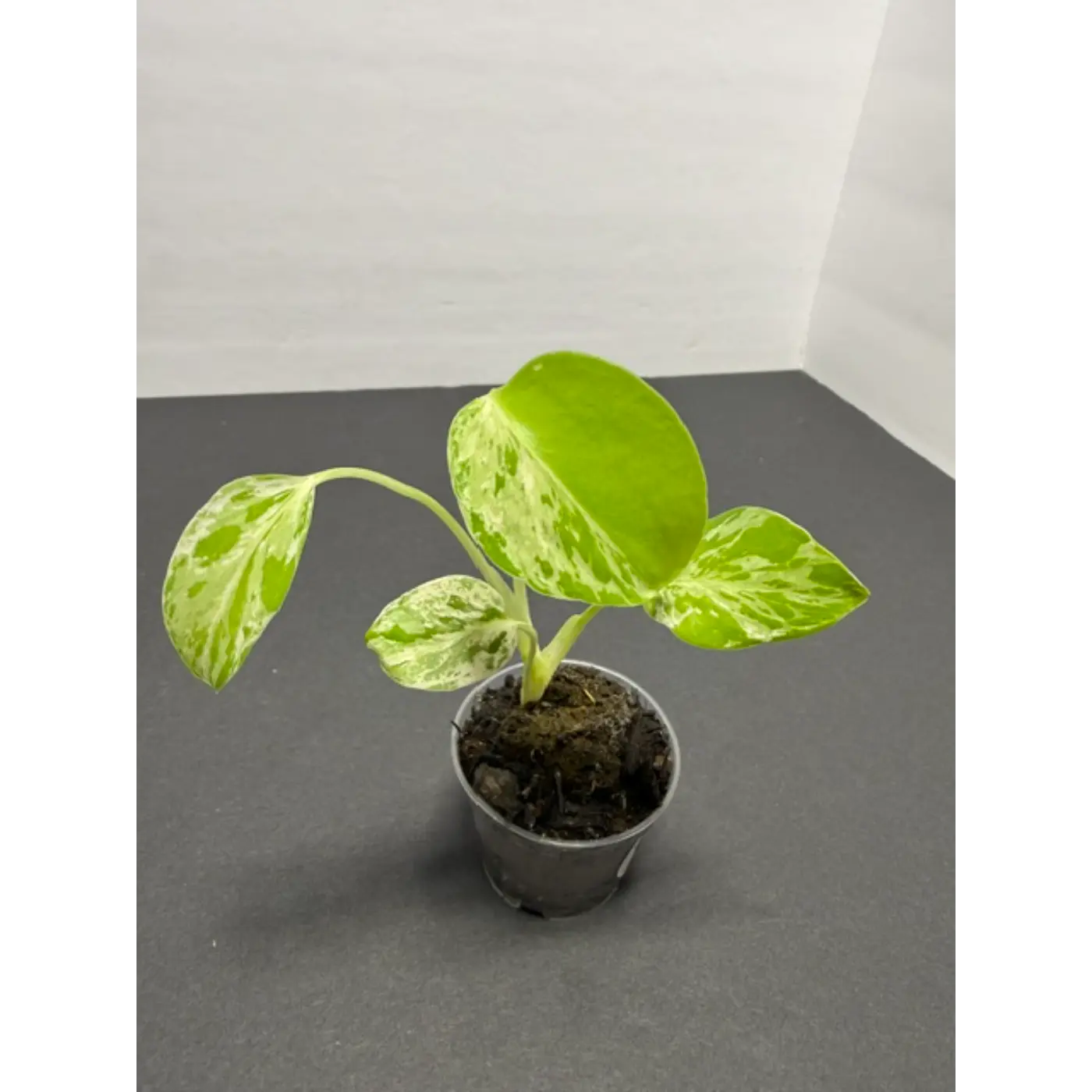 Variegated Monstera Bulbasaur - 2 Inch Pot | Unique Camouflage Houseplant (45)