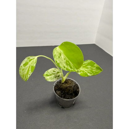 Variegated Monstera Bulbasaur - 2 Inch Pot | Unique Camouflage Houseplant (45)