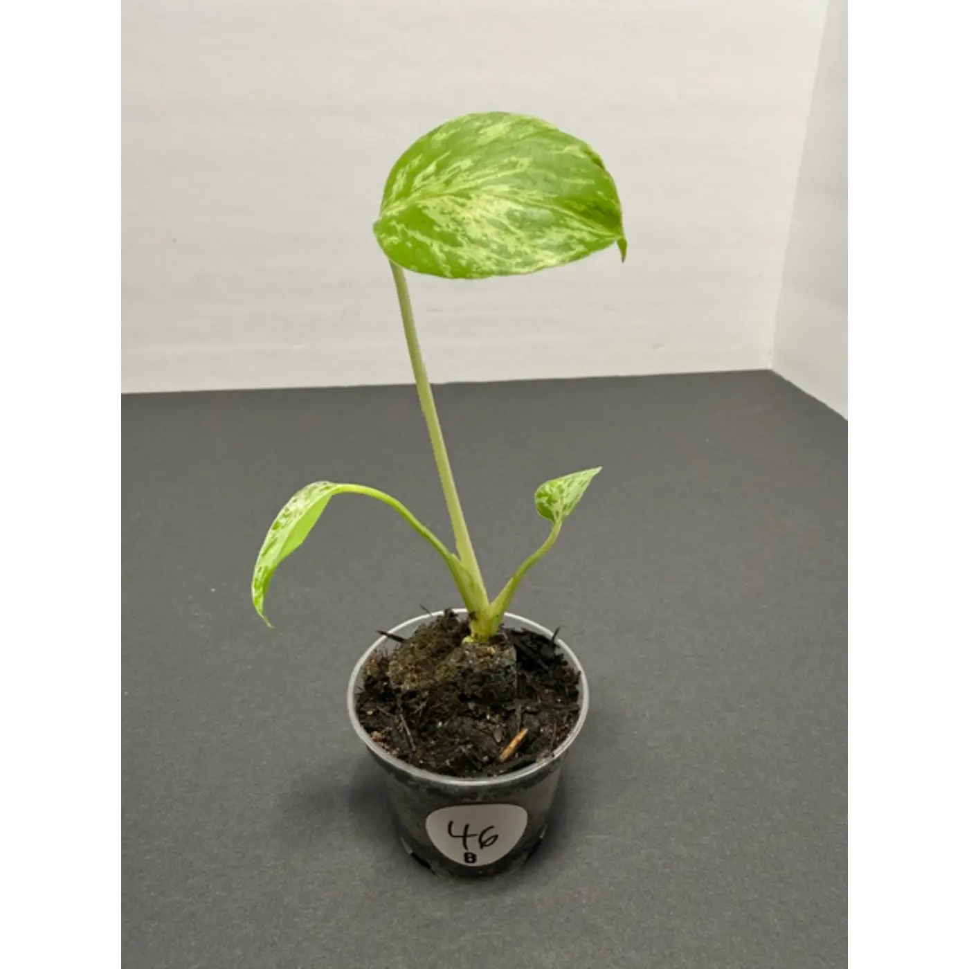 Variegated Monstera Bulbasaur - 2 Inch Pot | Unique Camouflage Houseplant (46)