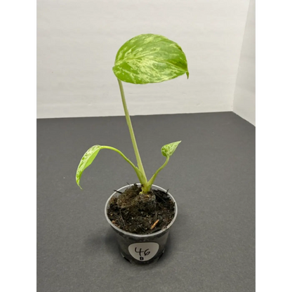 Variegated Monstera Bulbasaur - 2 Inch Pot | Unique Camouflage Houseplant (46)