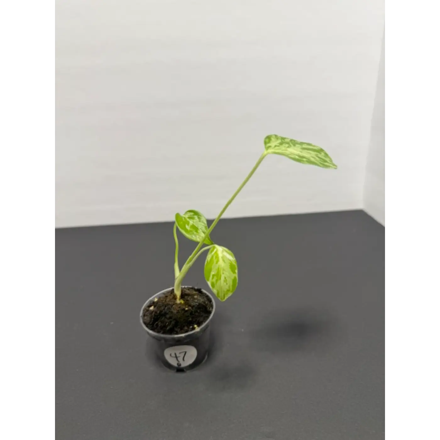 Variegated Monstera Bulbasaur - 2 Inch Pot | Unique Camouflage Houseplant (47)