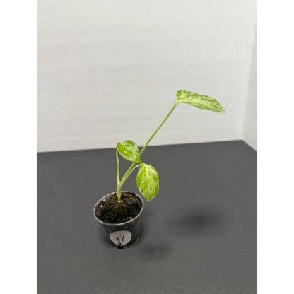 Variegated Monstera Bulbasaur - 2 Inch Pot | Unique Camouflage Houseplant (47)