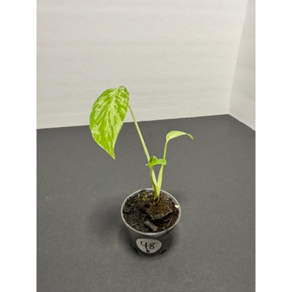 Variegated Monstera Bulbasaur - 2 Inch Pot | Unique Camouflage Houseplant (48)