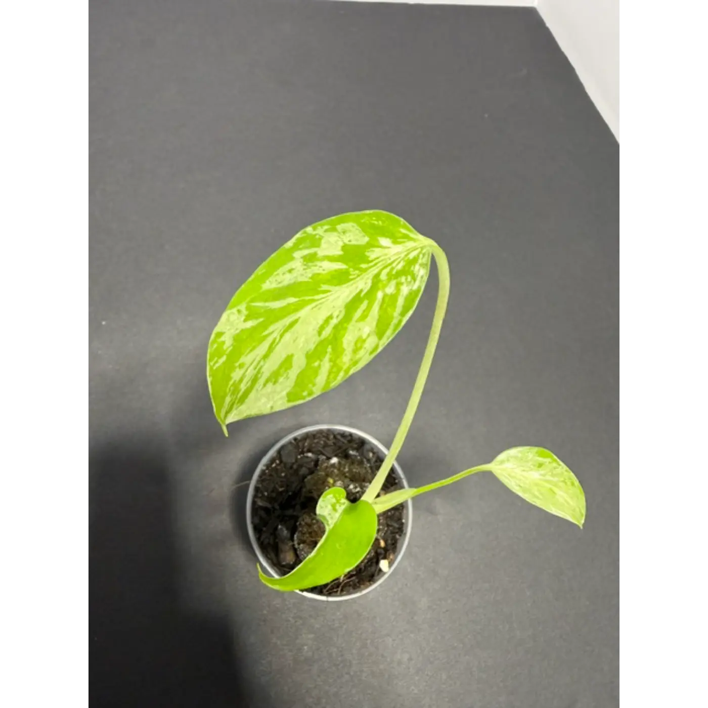 Variegated Monstera Bulbasaur - 2 Inch Pot | Unique Camouflage Houseplant (48)