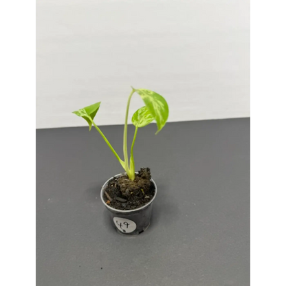 Variegated Monstera Bulbasaur - 2 Inch Pot | Unique Camouflage Houseplant (49)