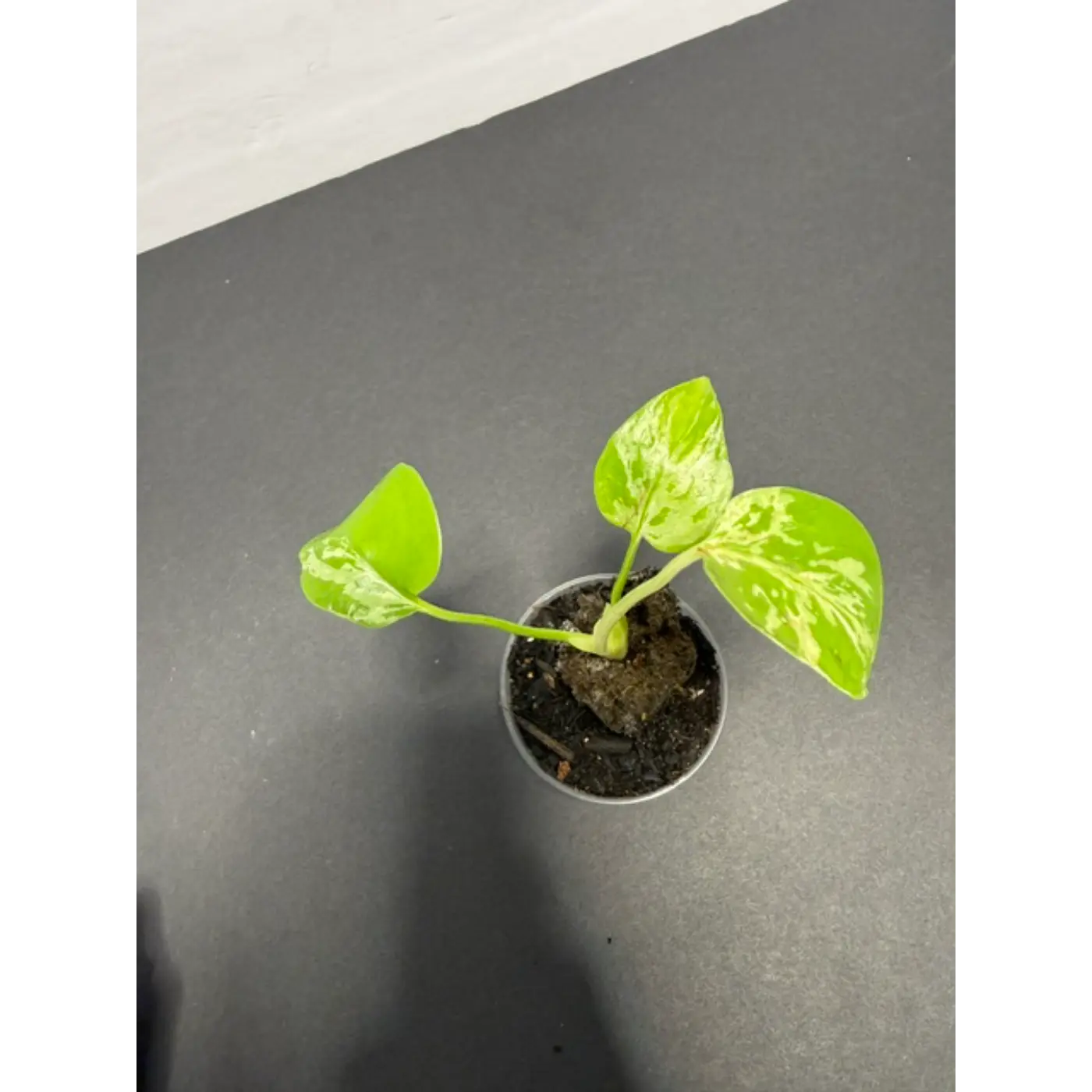 Variegated Monstera Bulbasaur - 2 Inch Pot | Unique Camouflage Houseplant (49)