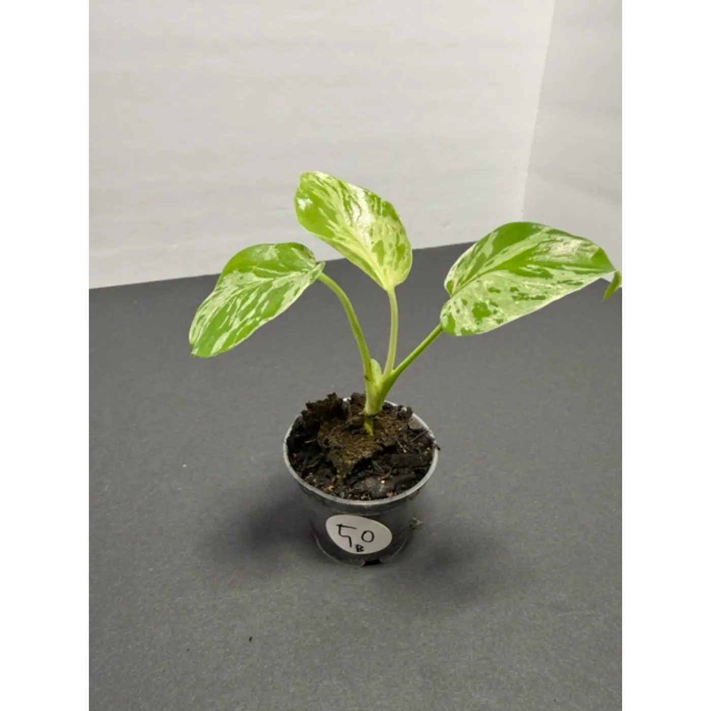 Variegated Monstera Bulbasaur - 2 Inch Pot | Unique Camouflage Houseplant (50)