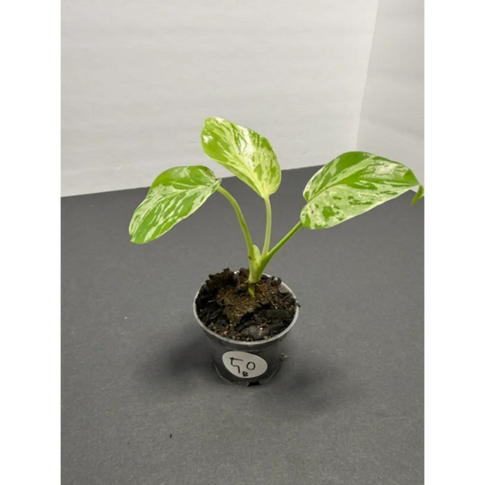 Variegated Monstera Bulbasaur - 2 Inch Pot | Unique Camouflage Houseplant (50)