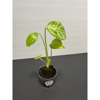 Variegated Monstera Bulbasaur - 2 Inch Pot | Unique Camouflage Houseplant (51)